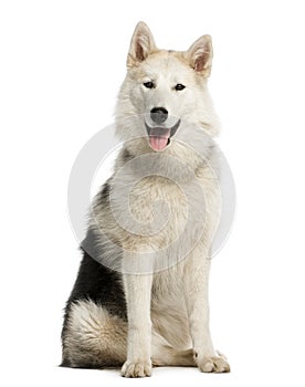 Alaskan Malamut sitting and panting