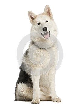 Alaskan Malamut sitting and panting