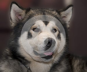 Alaskan Malamute photo