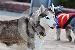 Alaskan Malamute