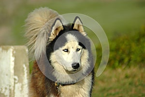 Alaskan Malamute