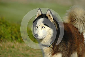 Alaskan Malamute