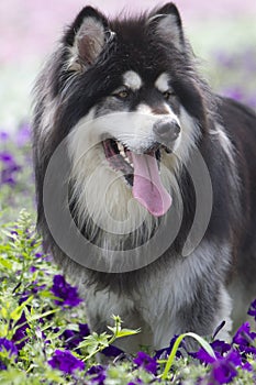 Alaskan Malamute