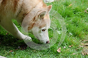 Alaskan Malamute