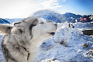 Alaskan malamute