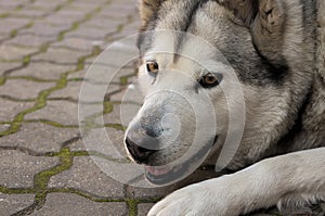 Alaskan Malamute