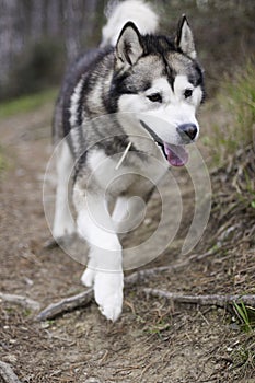 Alaskan malamute