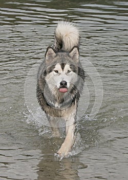 Alaskan Malamute