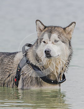 Alaskan Malamute