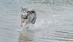 Alaskan Malamute