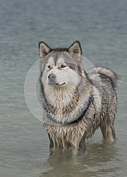 Alaskan Malamute