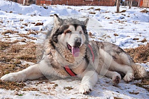 Alaskan Malamute