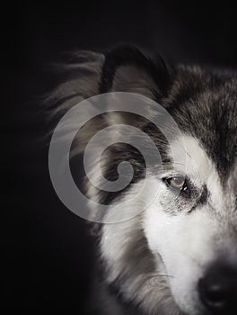 Alaskan Malamute on black background