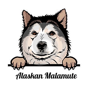 Alaskan Malamute - Color Peeking Dogs - breed face head isolated on white