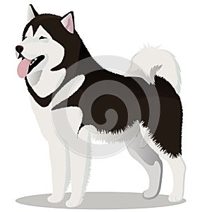 Alaskan Malamute dog