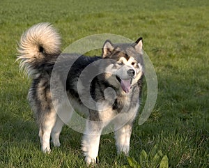 Alaskan Malamute Dog photo