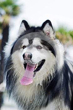 Alaskan malamute dog