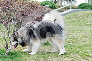 Alaskan malamute dog