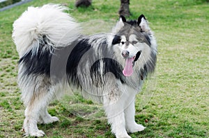 Alaskan malamute dog