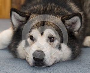 Alaskan Malamute Dog photo