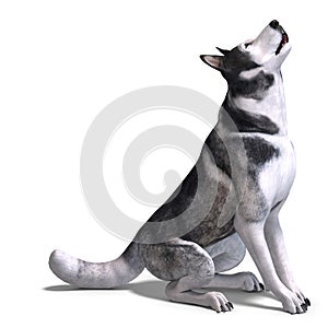 Alaskan Malamute Dog. 3D rendering with clipping