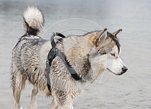 Alaskan Malamute dog