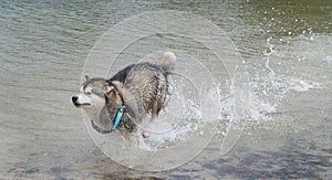 Alaskan Malamute dog