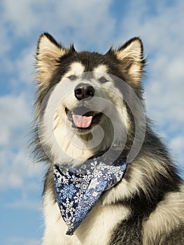 Alaskan Malamute Dog