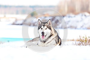 Alaskan Malamute dog lies in the snow in winter