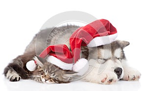 Alaskan malamute dog and maine coon cat with red santa hats sleeping together. isolated on white