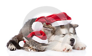 Alaskan malamute dog and maine coon cat with red santa hats sleeping together. isolated on white