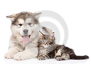Alaskan malamute dog and maine coon cat together. isolated on white