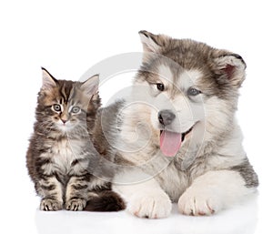 Alaskan malamute dog and maine coon cat together. isolated