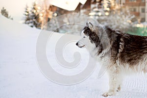 Alaskan Malamute dog profile portrait, winter
