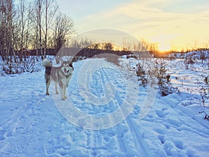 Alaskan malamute dog stands in the snow field