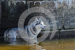 Alaskan Malamute dog stay in water on embankment