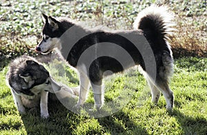 Alaskan Malamute Dog, Submission Posture