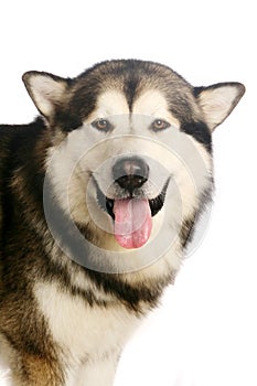 Alaskan malamute dog on white