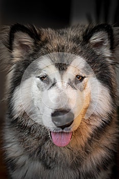 Alaskan Malamute face closeup