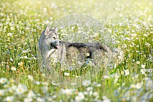 Alaskan malamute in flowers meadow