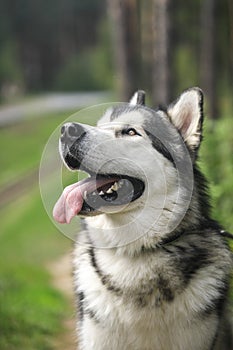 Alaskan malamute on the green background