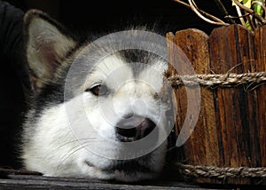 Alaskan Malamute hide-and-seek