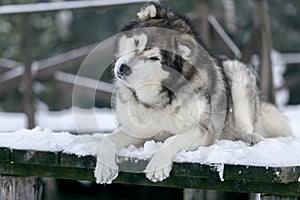 Alaskan Malamute in nature