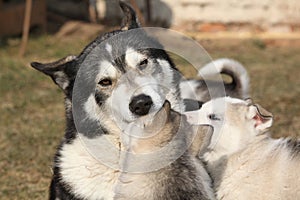 Alaskan malamute parent with puppies