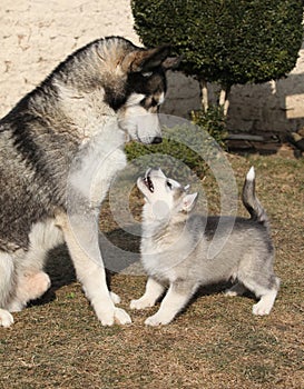 Alaskan malamute parent with puppy