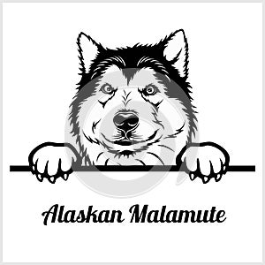 Alaskan Malamute - Peeking Dogs - breed face head isolated on white