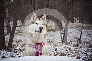 Alaskan Malamute with pink harness