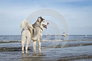 An Alaskan Malamute playing at the beach