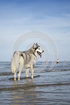 An Alaskan Malamute playing at the beach