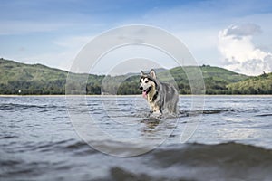 An Alaskan Malamute playing at the beach